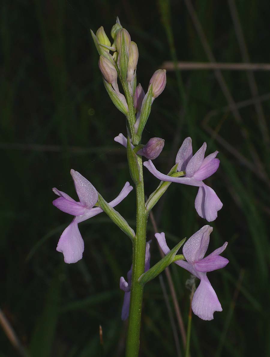 Anacamptis laxiflora